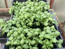 Bazsalikom, saláta levelű (cserepes)